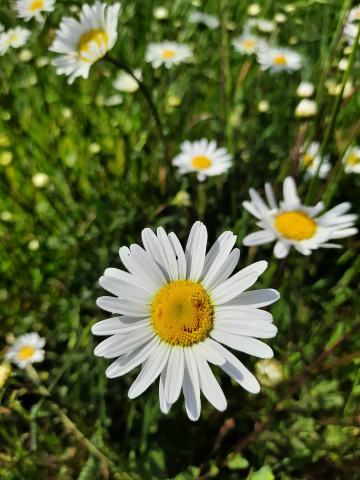 Bloemen