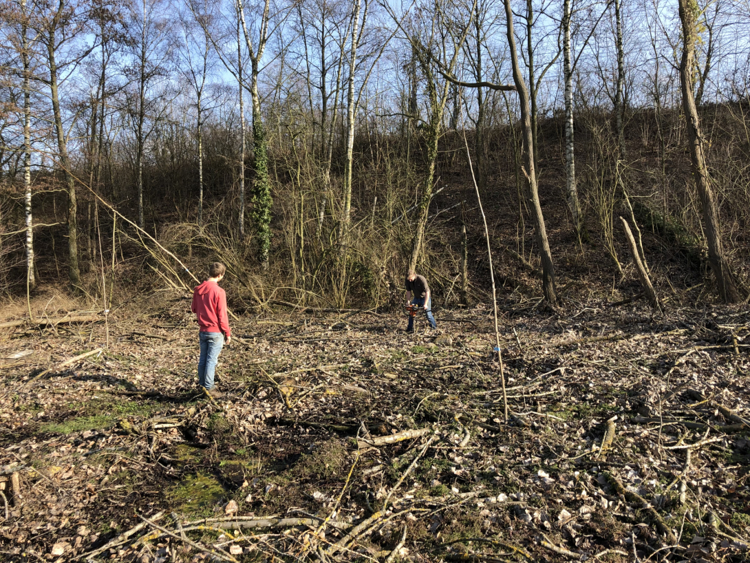 Aanplant populier