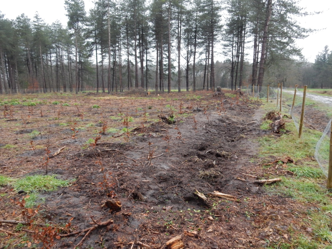 Aanplant_resultaat met wildraster