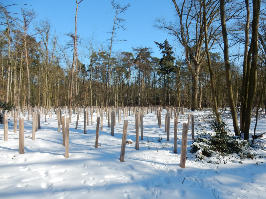 Aanplanting van nieuwe bomen in sneeuw