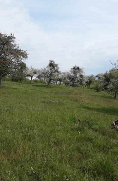 hoogstamboomgaard