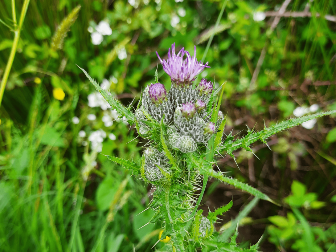 Grassen en bloemen in berm