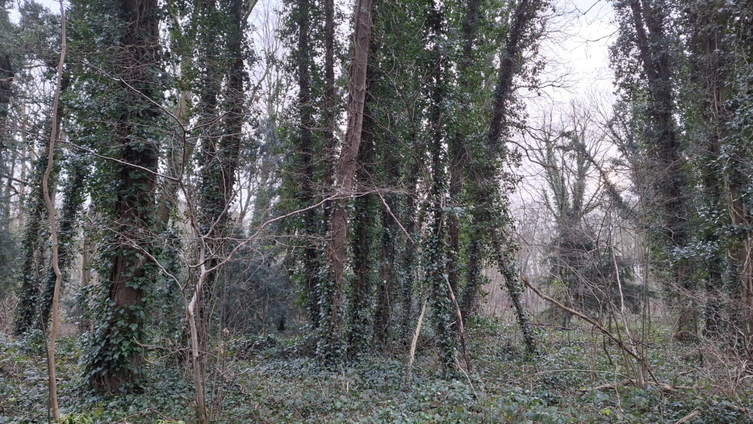 Landmax - Betzenbroeckbos