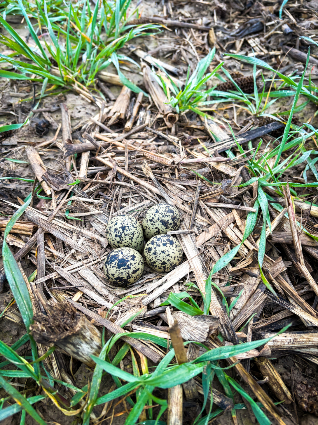 Kievitsnest met eieren
