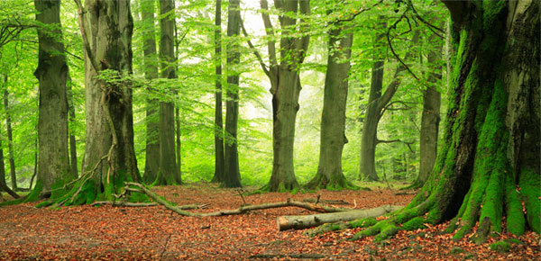 bos-en-natuurbeheer-onze-diensten-landmax